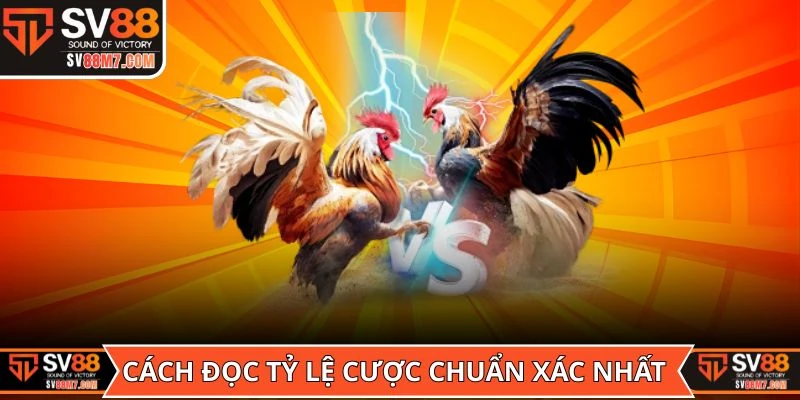 Cách đọc tỷ lệ cược chuẩn xác nhất của kèo Bồ gà Tonhon