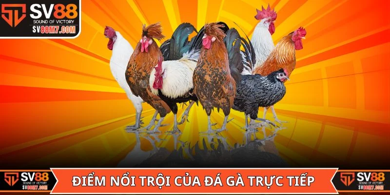 Ưu điểm nổi trội của sảnh đá gà trực tiếp là gì?