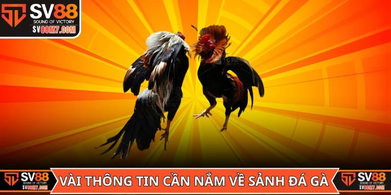 Vài thông tin cần nắm về sảnh đá gà trực tiếp